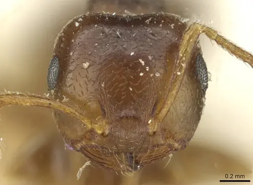Crematogaster rugosior specimen