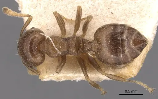 Crematogaster ruspolii specimen