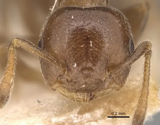 Crematogaster ruspolii specimen