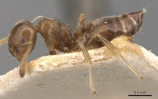 Crematogaster ruspolii specimen