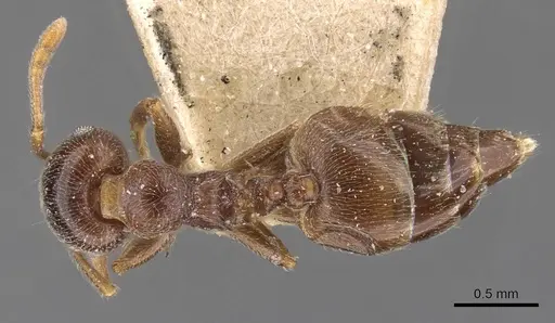 Crematogaster ruspolii - CASENT0908553