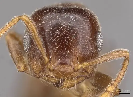 Crematogaster ruspolii - CASENT0908553