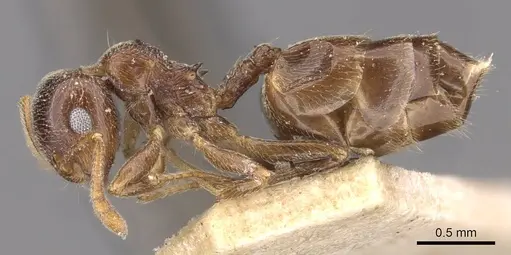 Crematogaster ruspolii - CASENT0908553