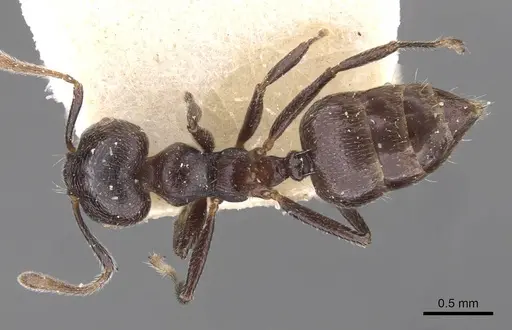 Crematogaster ruspolii - CASENT0908554