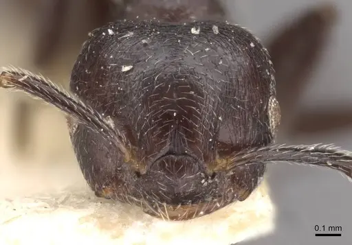 Crematogaster ruspolii - CASENT0908554