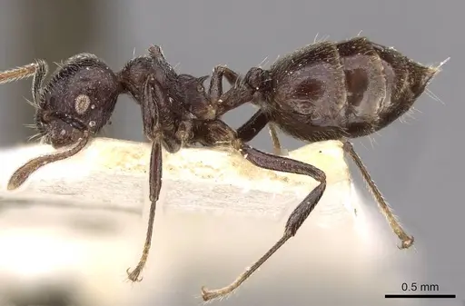 Crematogaster ruspolii - CASENT0908554