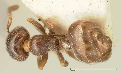 Crematogaster ruspolii - FOCOL1474