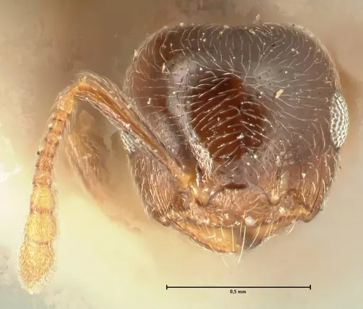 Crematogaster ruspolii - FOCOL1474