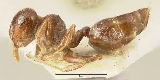 Crematogaster ruspolii - FOCOL1474