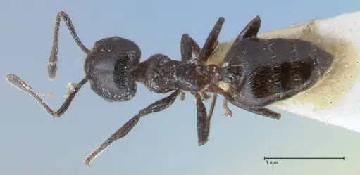 Crematogaster ruspolii - FOCOL1475