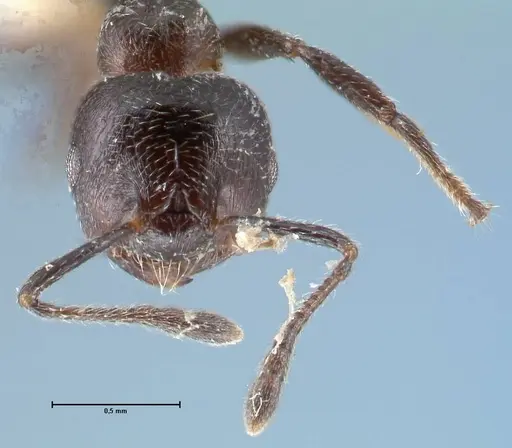 Crematogaster ruspolii - FOCOL1475