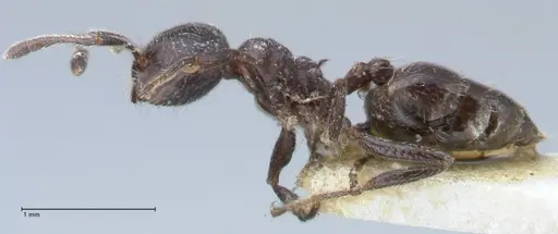 Crematogaster ruspolii - FOCOL1475