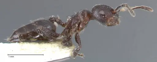 Crematogaster ruspolii - FOCOL1475