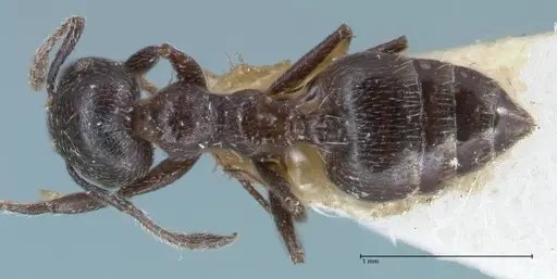 Crematogaster ruspolii - FOCOL1476