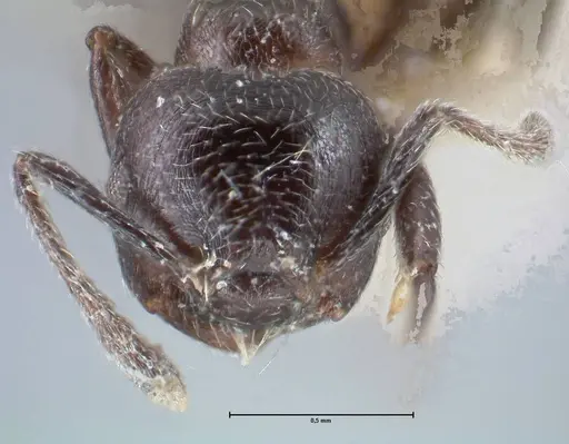 Crematogaster ruspolii - FOCOL1476