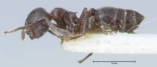 Crematogaster ruspolii - FOCOL1476