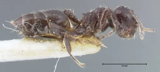 Crematogaster ruspolii - FOCOL1476