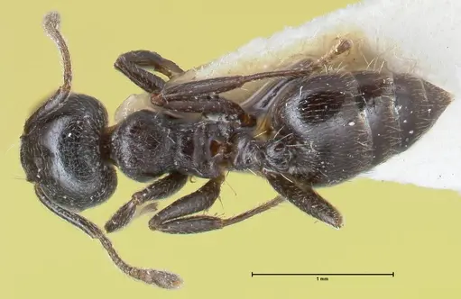 Crematogaster ruspolii - FOCOL1477