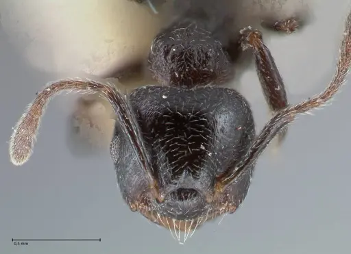 Crematogaster ruspolii - FOCOL1477