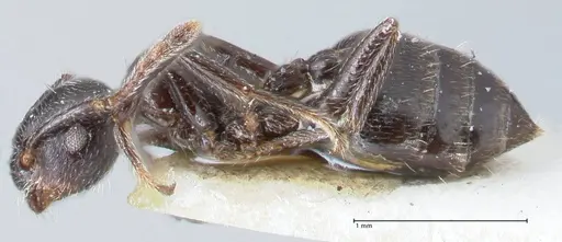 Crematogaster ruspolii - FOCOL1477