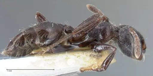 Crematogaster ruspolii - FOCOL1477