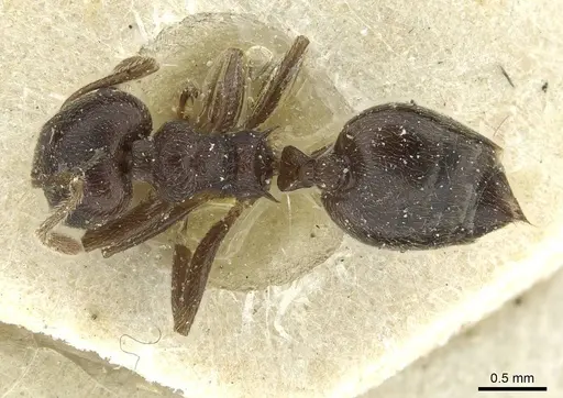 Crematogaster rustica specimen