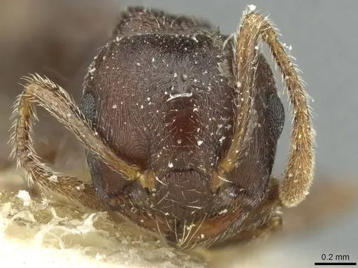 Crematogaster rustica specimen