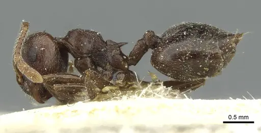 Crematogaster rustica specimen