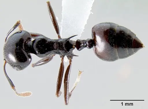 Crematogaster sabatra specimen