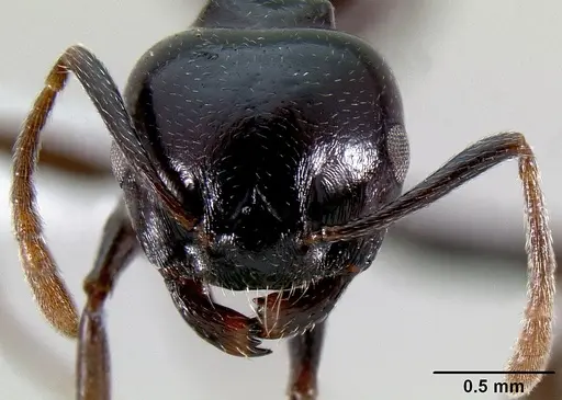 Crematogaster sabatra specimen