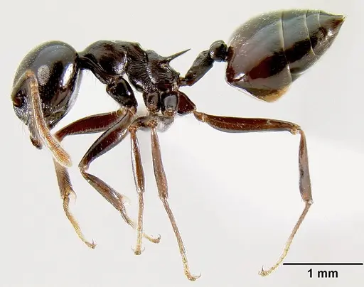 Crematogaster sabatra specimen