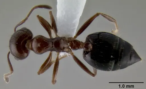 Crematogaster sagei specimen