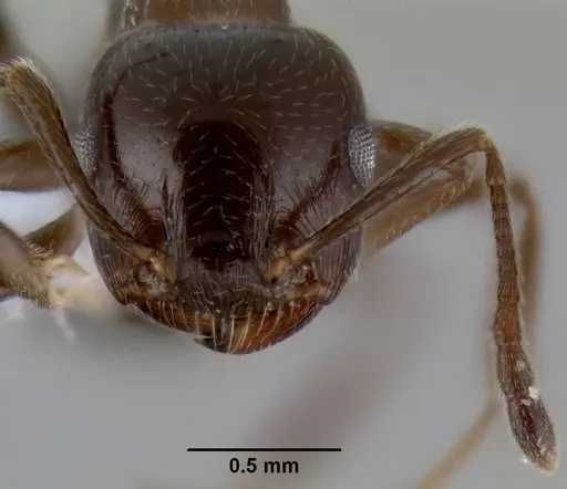 Crematogaster sagei specimen