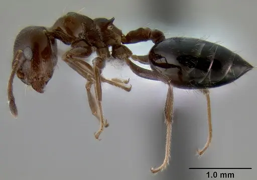 Crematogaster sagei specimen