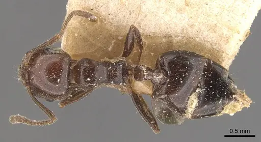 Crematogaster sagei - CASENT0908590