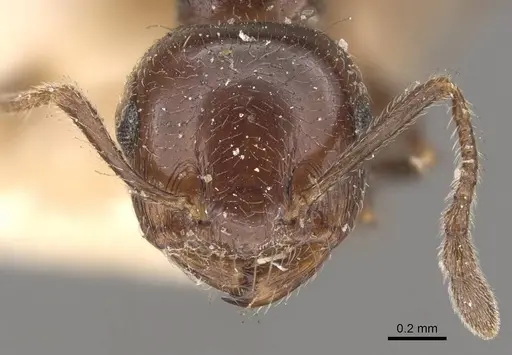 Crematogaster sagei - CASENT0908590