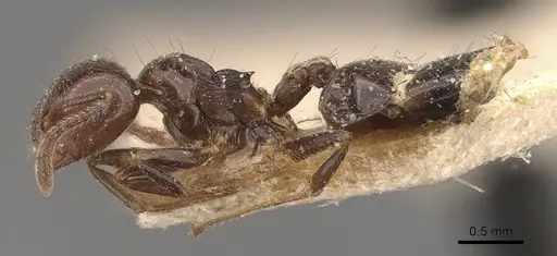 Crematogaster sagei - CASENT0908590