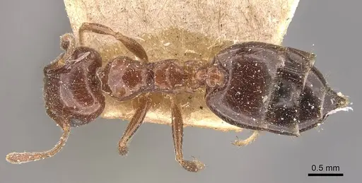 Crematogaster sagei - CASENT0908591