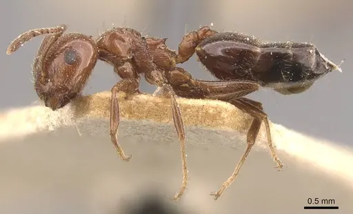 Crematogaster sagei - CASENT0908591
