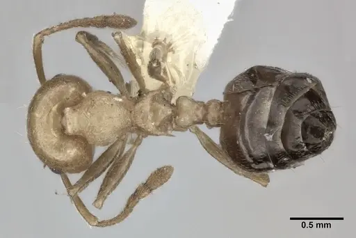 Crematogaster sanguinea specimen