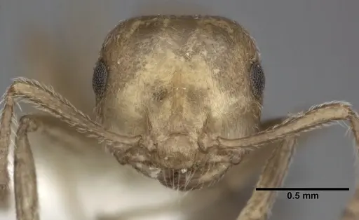 Crematogaster sanguinea specimen