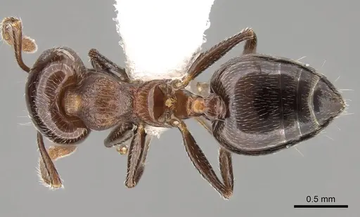 Crematogaster sanguinea - CASENT0914532