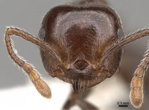 Crematogaster sanguinea - CASENT0914532