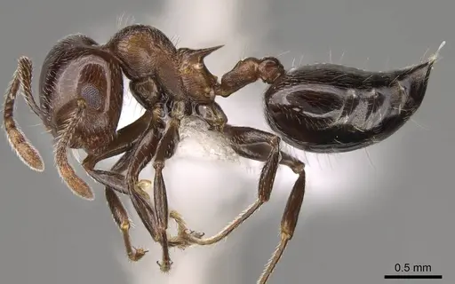 Crematogaster sanguinea - CASENT0914532