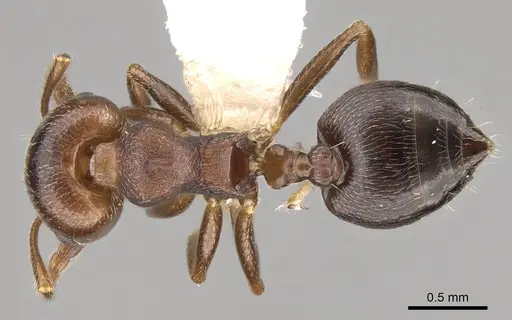 Crematogaster sanguinea - CASENT0914533