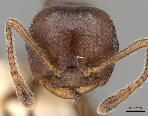 Crematogaster sanguinea - CASENT0914533