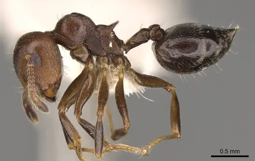 Crematogaster sanguinea - CASENT0914533