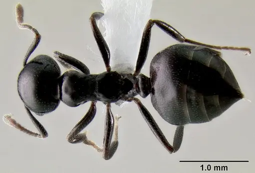 Crematogaster santschii specimen