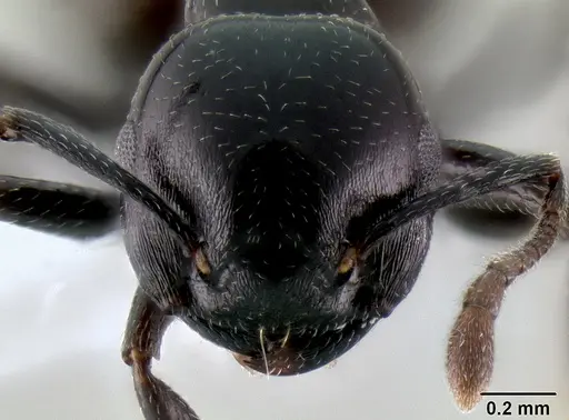 Crematogaster santschii specimen