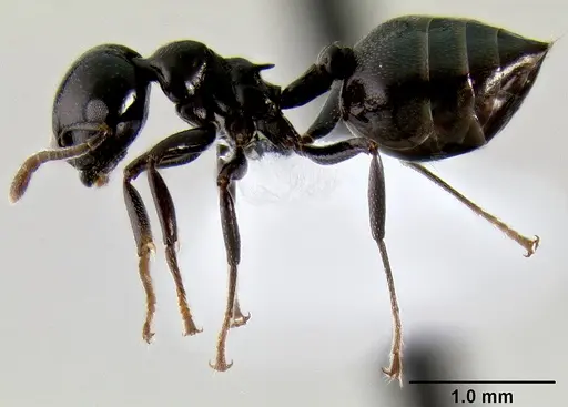 Crematogaster santschii specimen